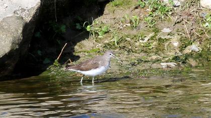 Green Sandpiper