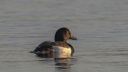 Tufted Duck