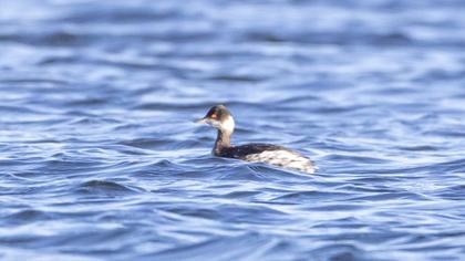 Black-necked Grebe