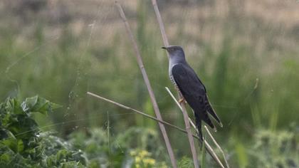 Common Cuckoo