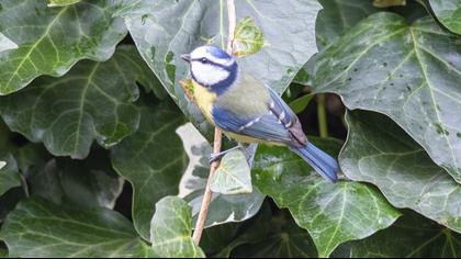 Eurasian Blue Tit