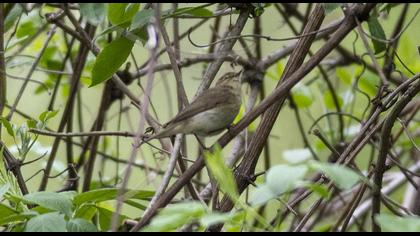 Common Chiffchaff