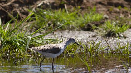Marsh Sandpiper