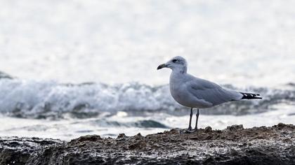 Audouin`s Gull