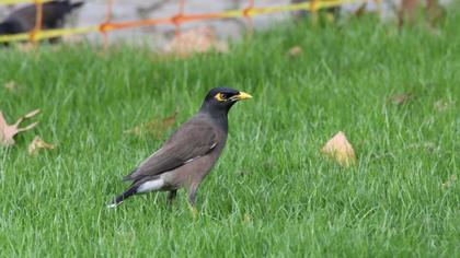 Common Myna