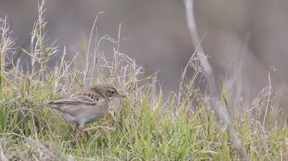 Richard`s Pipit
