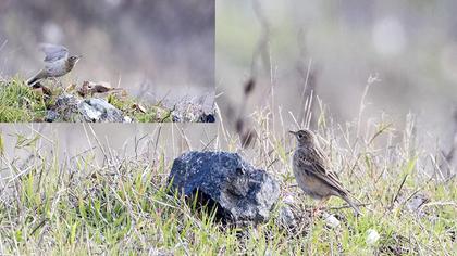 Blyth`s Pipit