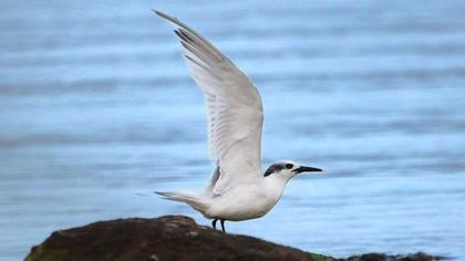 Sandwich Tern