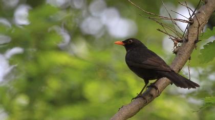 Common Blackbird