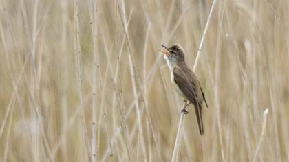 Great Reed Warbler