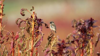 European Stonechat