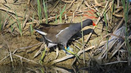 Common Moorhen