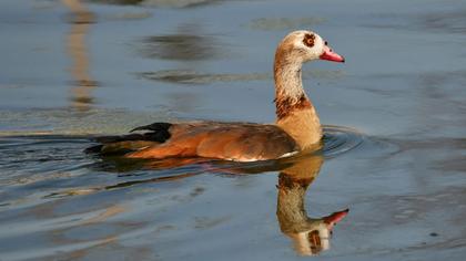 Egyptian Goose