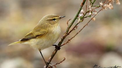 Common Chiffchaff