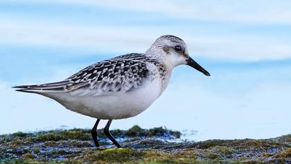 Sanderling