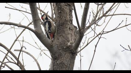 Syrian Woodpecker