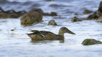 Northern Shoveler