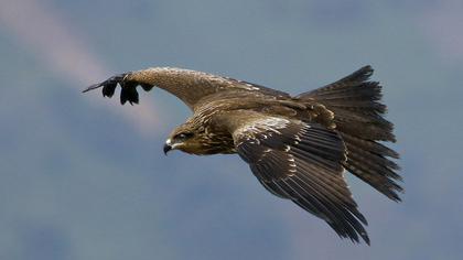 Black Kite
