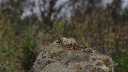 Common Linnet