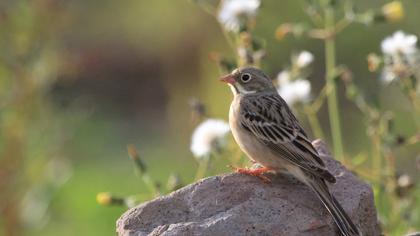 Ortolan Bunting