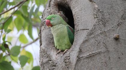 Alexandrine Parakeet