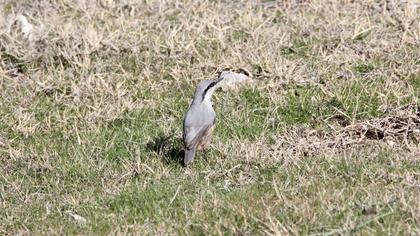 Western Rock Nuthatch