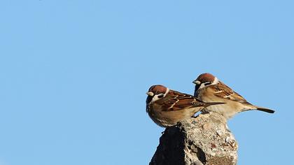 Eurasian Tree Sparrow