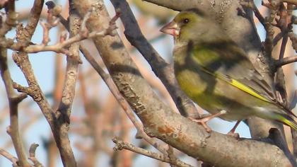European Greenfinch