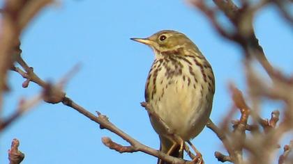 Meadow Pipit