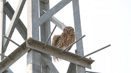 Little Owl