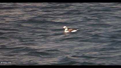 Long-tailed Duck