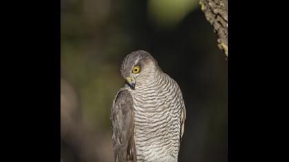 Eurasian Sparrowhawk