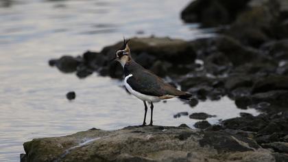 Northern Lapwing