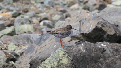 Common Redshank