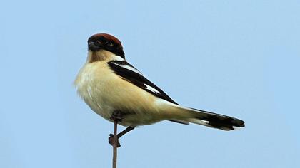 Woodchat Shrike