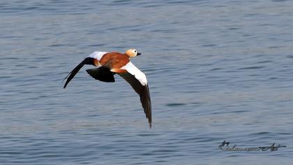 Ruddy Shelduck