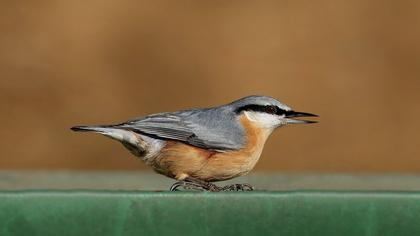Eurasian Nuthatch