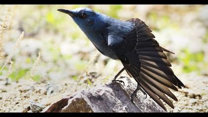 Blue Rock Thrush