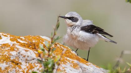 Northern Wheatear