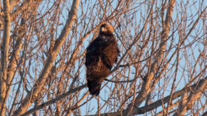 Eastern Imperial Eagle