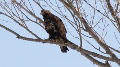 Eastern Imperial Eagle