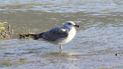 Yellow-legged Gull