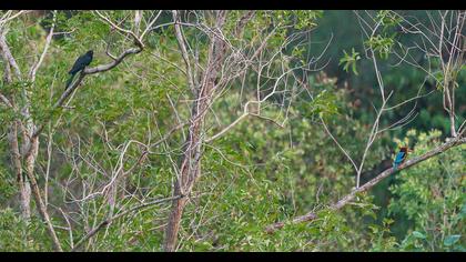 White-throated Kingfisher