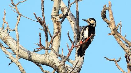 Syrian Woodpecker