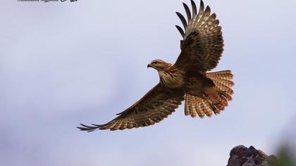 Long-legged Buzzard