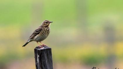 Tree Pipit