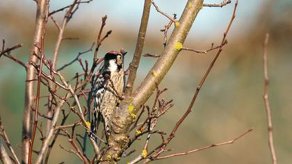 Lesser Spotted Woodpecker