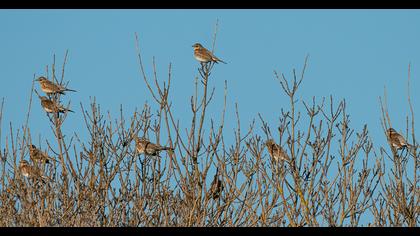 Fieldfare