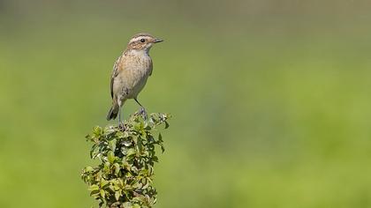 Whinchat