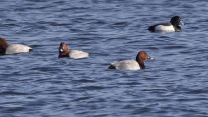 Common Pochard